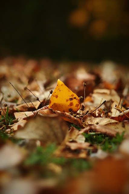 中发挥着至 中发挥着至