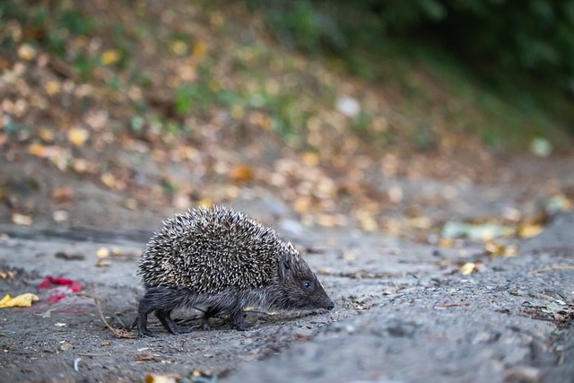 的防守技巧 的防守技巧